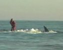 Un surfeur tracté par un requin blanc !