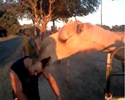 Un chameau mange la tête d'un homme