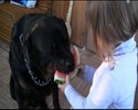 Un chien mange une past�que