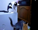 Une blague de Chat