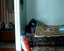 Le chat d�croche le t�l�phone