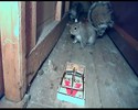 Un écureuil attrapé par un piège à rat