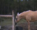 La peur des vaches ^^