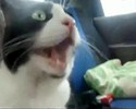 Un chat qui a peur en voiture