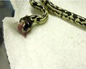 Un serpent � deux t�tes !