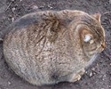 Un chat vraiment obèse