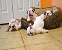 Une vie de chien...
