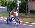 Le chien fait du vélo !