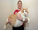 Un chat énorme