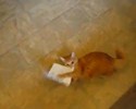 Le chat attaque une carte postale