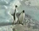 Un pingouin fait une blague à un de ses potes
