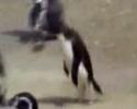 Un pingouin complètement taré !