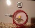 Un hamster qui fait 12 tours de roue !!