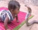 Un bébé joue avec un serpent cobra
