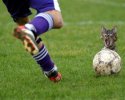 Un chat caché derrière un ballon de foot