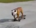 Un chien qui fait du skateboard !