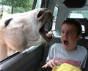 Un âne qui fait peur à un enfant