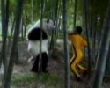 Un panda ça peut être très dangereux!