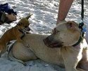 Un petit chien excit�