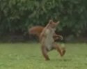 Pub: un écureuil fait des jonglages au foot