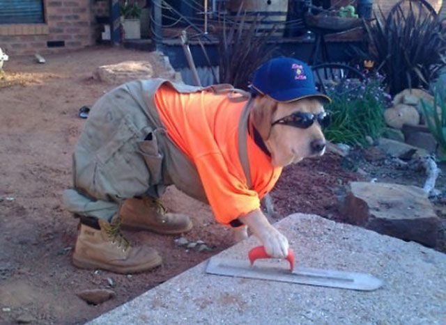 Un chien déguisé - Humourr.com