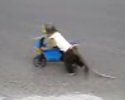 Un singe qui fait de la mini moto !