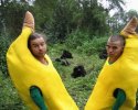 DÃ©guisÃ©s en bananes, il vont provoquer des gorilles!