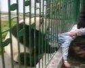 Un panda voleur de veste