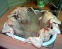 Poulets relax dans l'évier