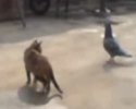 Un pigeon se bat avec un chat