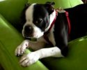 Un chien à l'air coupable vient de déchiqueter un canapé