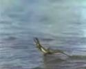 Jésus le lézard marche sur l'eau