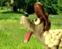 Un loup se déguise en mouton pour mieux les manger...