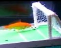 Un poisson rouge sportif