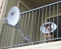 Le chien parabole