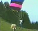 Un mec en parapente qui atterit sur une vache