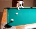 Un chien qui joue au billard