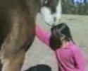 Un cheval de mauvaise humeur