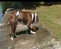 Chien idiot...