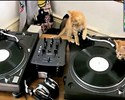 Des chatons Dj's