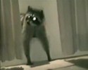 Un raton-laveur voleur de tapis !