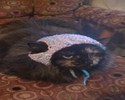 Chat mignon habillé