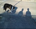 Un chien chasseur d'ombre