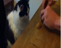 Un chat joue au gobelet !