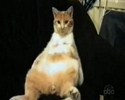 Chat rigolo en video :)