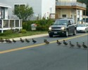 Des canards travesent la route
