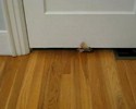 Un chat blessÃ© passe sous la porte !