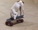 Un chien qui fait du Skate !