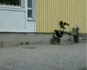 Un lapin attaque des oiseaux