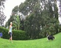 Un chien qui joue du volley